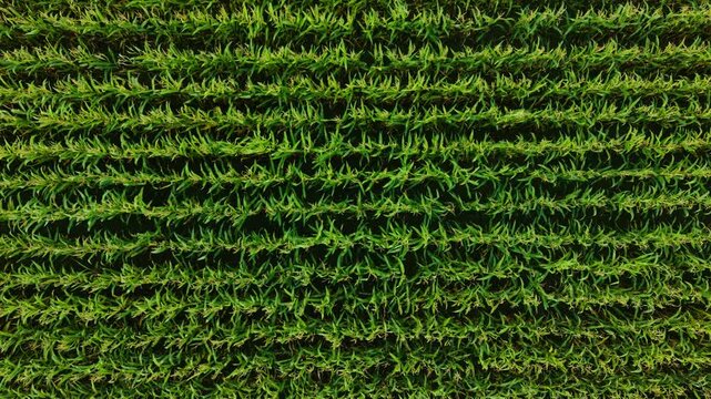 Farmer field with young green corn growing across patterned soil. Rural crop area with fresh maize spreading over textured ground. Agricultural plantation with emerging corn vegetation covering