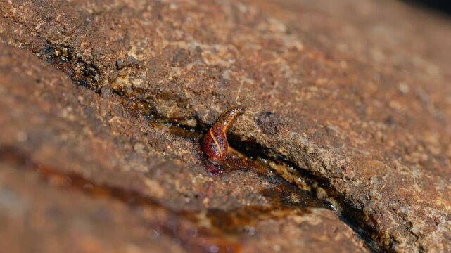 Brown land leech, Haemadipsa zeylanica crawling over wet rocks in slow motion macro close up, detailed view of a common invertebrate in tropical forest environment of Sri Lanka, natural wildlife