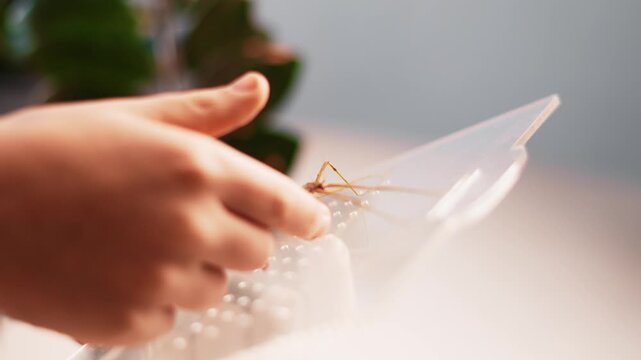 Detailed closeup of walking stick insect on human hand with blurred plants background. Unique camouflage animal, responsible pet keeping and educational exploration. Concept of wonder and discovery.