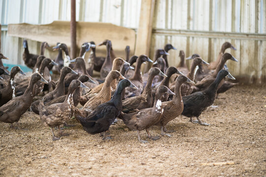 Flock of Ducks in Barn: A large flock of ducks gathers inside of a rustic barn. The birds appear in a wide range of colors.