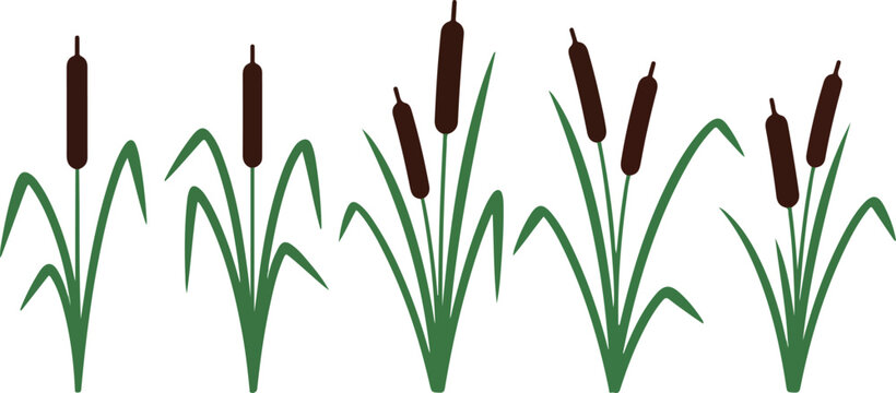 Reed and cattail plant silhouettes icon set. Set of reed and cattail plant silhouettes isolated on white background. Vector Illustration. EPS 10.eps