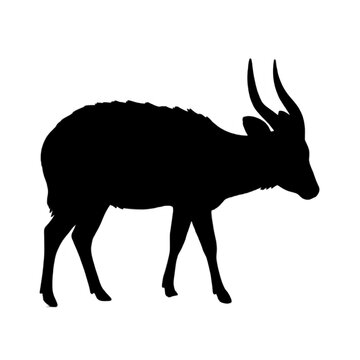 Black silhouette of a bushbuck or sitatunga antelope isolated on white background.