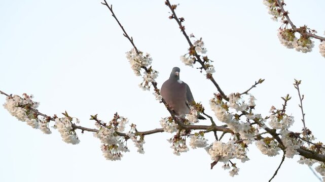 Male Wood pigeon cooing perched on a branch of a flowering cherry blossom tree at sunrise. Columba palumbus, Prunus avium, Indre-et-Loire 37, r&eacute;gion Centre-Val de Loire, France, European Union, Europe