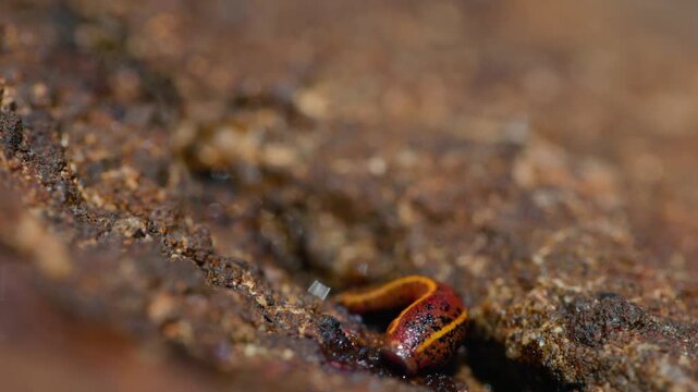 Brown land leech, Haemadipsa zeylanica crawling over wet rocks in slow motion macro close up, detailed view of a common invertebrate in tropical forest environment of Sri Lanka, natural wildlife