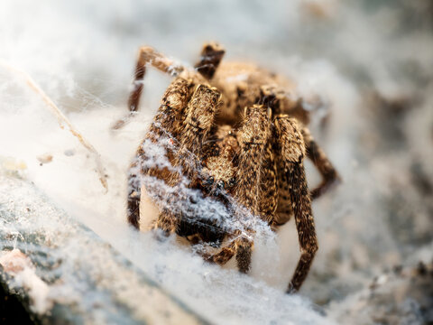 Zoropsis spinimana sur son cocon de soie, araign&eacute;e prot&eacute;geant son ooth&egrave;que au printemps