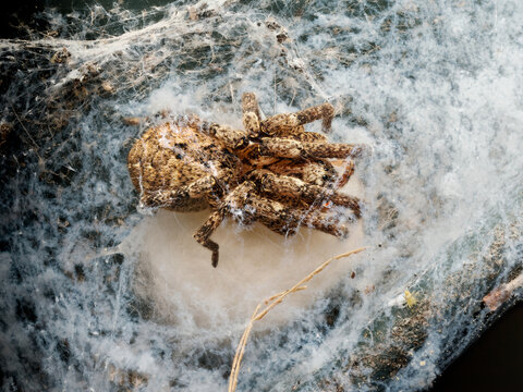 Zoropsis spinimana sur son cocon de soie, araign&eacute;e prot&eacute;geant son ooth&egrave;que au printemps