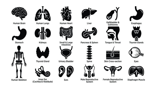 Human anatomy organs icons set isolated on transparent background vector graphic illustration body systems internal organs medical health.