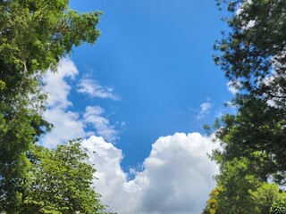 Fototapeta premium Tree leaves and branches against blue sky background