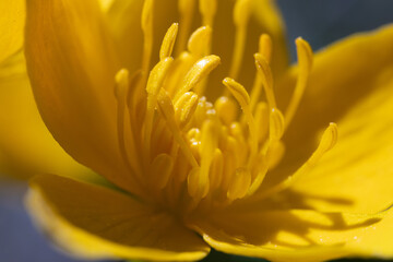 Obraz premium A close-up macro shot of the vibrant yellow petals and stamen of a Marsh Marigold flower.