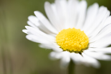 Fototapeta premium A close-up of a white daisy with a yellow center, set against a blurred green background.