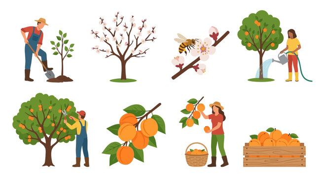 Diverse agricultural scenes illustrate the life cycle of fruit trees from planting and pollination to harvesting and storage.