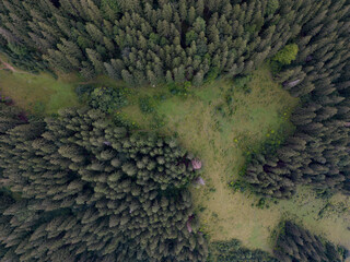 Top Down Drone View Spruce Forest Clearing Carpathian Mountains Aerial Texture Ukraine © Stanislav
