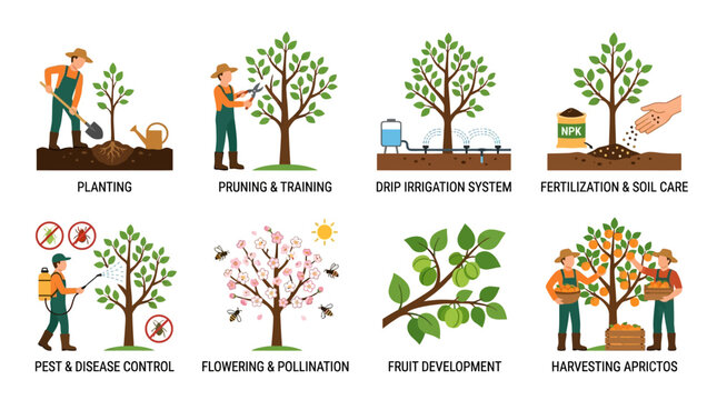 Eight colorful vector illustrations showing the essential stages of apricot tree growth from planting and pruning to harvesting fresh fruit for local markets