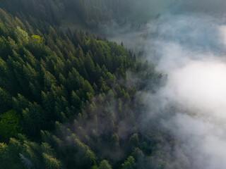 Fototapeta premium Drone View Foggy Forest Carpathian Mountains Aerial Morning Mist Spruce Trees Ukraine