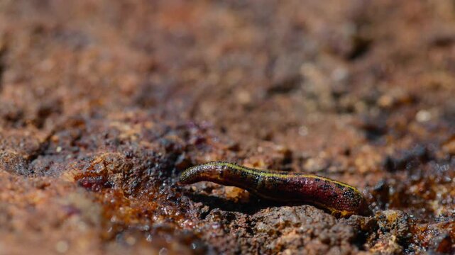 Brown land leech, Haemadipsa zeylanica crawling over wet rocks in slow motion macro close up, detailed view of a common invertebrate in tropical forest environment of Sri Lanka, natural wildlife