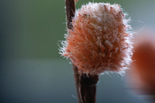 A fuzzy, orange egg sac hangs from a thin branch, waiting for new life to emerge.