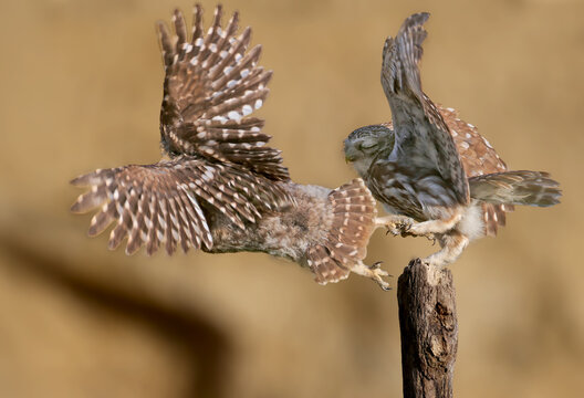 Action shot: An adult Little Owl (Athene noctua) with spread wings holding the leg of a fledgling attempting to fly.
