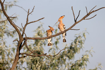 A large family group of Eurasian Hoopoes (Upupa epops), including chicks and adults, perched in a tall tree. © VOLODYMYR KUCHERENKO