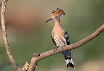 Eurasian Hoopoe (Upupa epops) perched on a rock in an unusual pose with its colorful crest fully open. © VOLODYMYR KUCHERENKO
