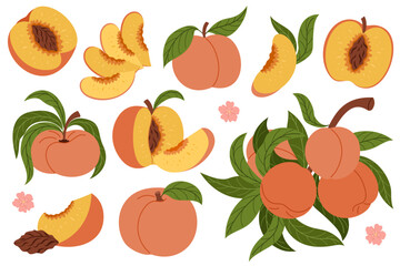 Obraz premium Juicy and fresh peach collection. Fresh summer fruit set isolated on white background. Natural organic food. Perfect for food design, packaging, menu, healthy lifestyle themes.