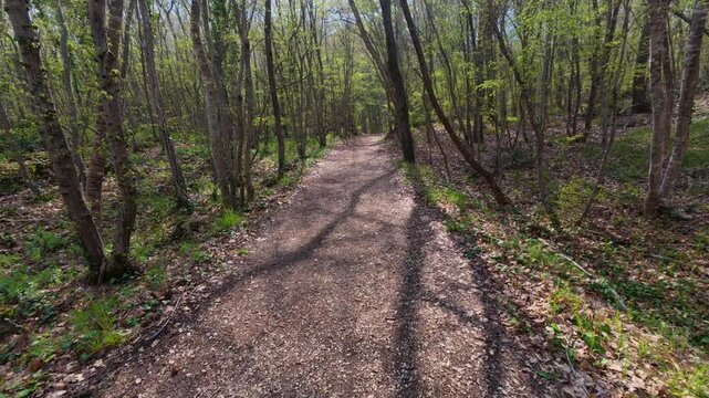 Walking forward on a dirt path through a green spring forest, POV shot