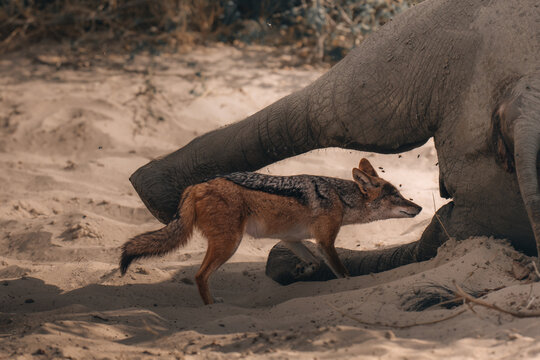 View of a jackal scavenging near a fallen elephant carcass on the arid plains, a stark contrast of life and death in the wild, Maun, North-West District, Botswana.
