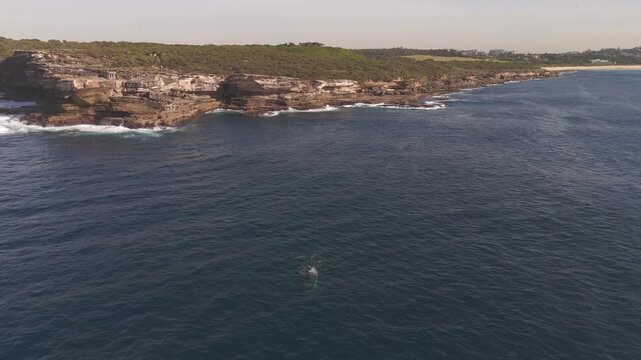 Drone descends over a humpback whale on the ocean surface while the camera tilts up to reveal the stunning cliffs of Malabar Headland and the vast Sydney horizon under a clear sky