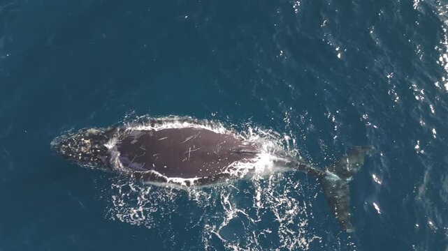 Beautiful drone footage shows a massive humpback whale resting peacefully on the ocean surface for a long duration during a bright sunny day while clear blue water ripples around its body