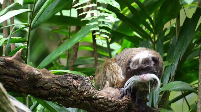 An Emperor tamarin monkey (Saguinus imperator) perches on the branch, scratching its body, curiously looking around the surroundings, close up shot.