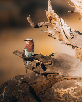 View of a vibrant lilac-breasted roller with striking purple and turquoise plumage perched on a gnarled, weathered tree stump, Maun, North-West District, Botswana.