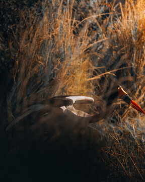 View of a mysterious white and black form with a vibrant red tip nestled within sun-kissed golden reeds and deep shadows, Maun, North-West District, Botswana.