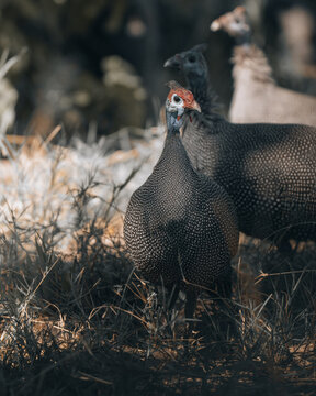 View of a boldly speckled guineafowl with a vibrant blue and red head standing on dry grass, its companions shadowed behind, Maun, North-West District, Botswana.