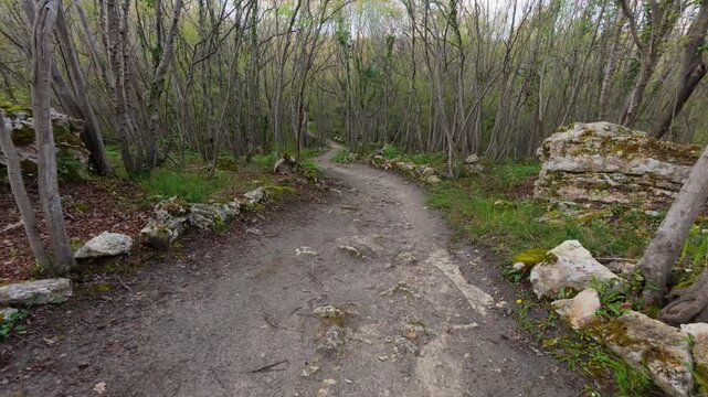 Walking forward on a dirt path through a green spring forest, POV shot