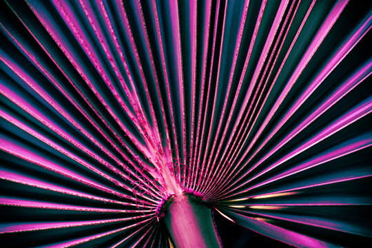 Futuristic abstract of palm leaf pattern with vibrant neon fuchsia pink and deep navy blue tones, synthwave aesthetic tropical foliage.