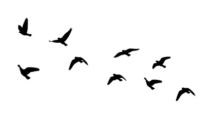 Flying birds silhouettes on PNG transparent background. Birds flock PNG. bird tattoo design. © Ali