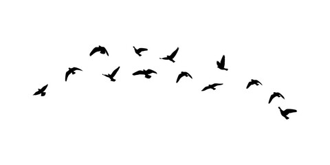 Obraz premium Birds flock silhouettes pattern on PNG transparent. Birds flock isolated. 