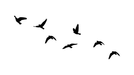 Fototapeta premium Flying birds flock isolated on PNG transparent background. Flying birds silhouettes pattern Png