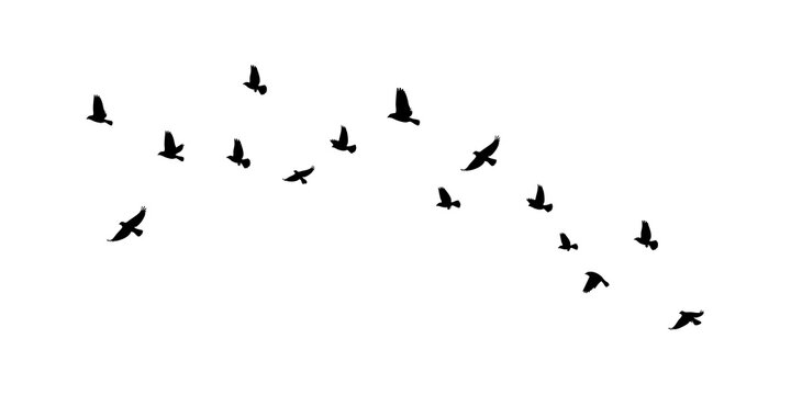 Flying birds silhouettes pattern wallpaper isolated on PNG transparent background. Birds flock isolated. Birds flock template.