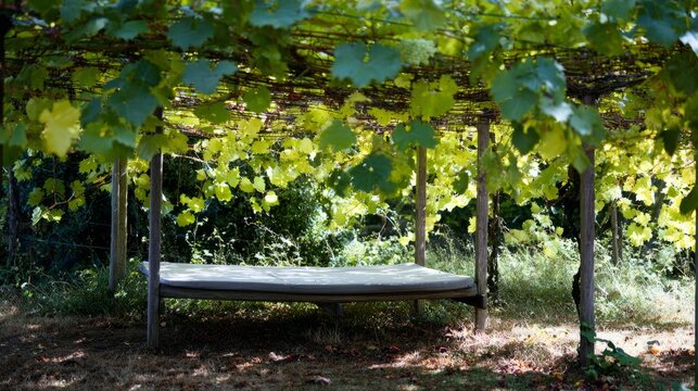 trellis. Resting space under grapevines with dappled sunlight and rustic atmosphere. lifestyle magazines, social media lookbooks, designed for lifestyle magazines and social media content.
