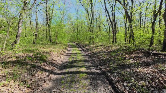 Walking forward on a dirt path through a green spring forest, POV shot
