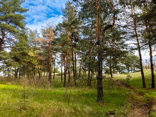 Fototapeta premium Vibrant pine forest clearing on a sunny spring day. Tall evergreen trees stand over lush green grass and yellow wildflowers. Bright blue sky with fluffy white clouds. Peaceful nature landscape.
