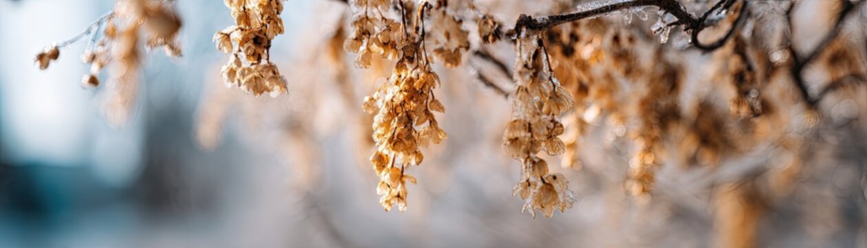 A close-up view showcases the delicate, golden catkins of a hazel tree in winter.