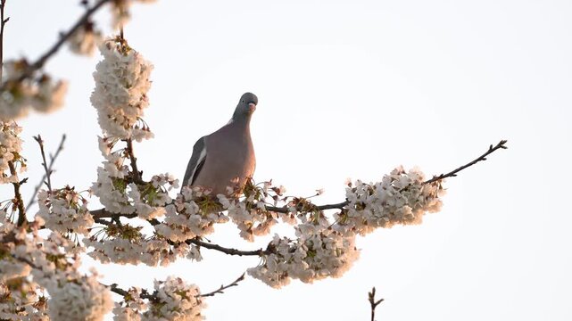 Wood pigeon resting and observing perched on a branch of a flowering cherry tree shaken by a light wind at sunset. Columba palumbus, Prunus avium, r&eacute;gion Centre, France, European Union, Europe