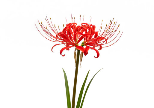 Striking close-up of a red spider lily (Lycoris radiata) showcasing delicate petals and long stamens. Ideal for botanical illustrations, floral designs, wellness content, and minimalist nature