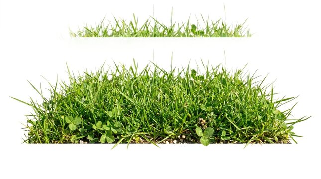 Fresh green grass and microgreens in planter