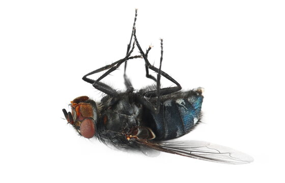 Dead blue fly isolated on white, side view