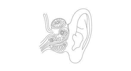 Human Ear Anatomy Medical Illustration. © Azkiya
