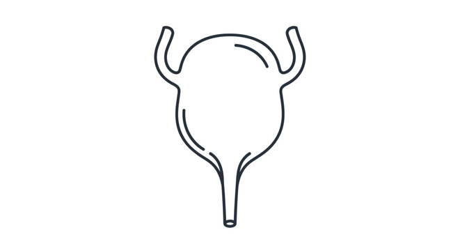 Human Urinary Bladder Anatomy Illustration.