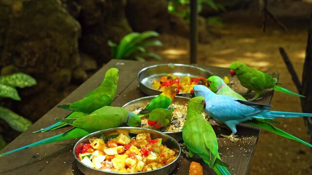 Colorful parrots and parakeets eating fresh fruit and seeds from bowls on a wooden table in Mauritius, tropical bird sanctuary footage
