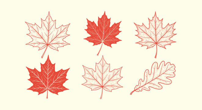 Vintage hand drawn red maple and oak leaf illustrations set isolated on light background for autumn
